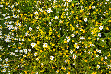 Texture Or Background Of Daisy And Yellow Flower Meadow In Spring Season With Green Grass. Top View