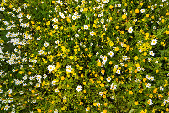 Texture Or Background Of Daisy And Yellow Flower Meadow In Spring Season With Green Grass. Top View