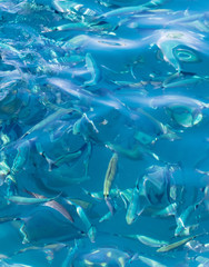 Fish in the blue water of the sea as a background