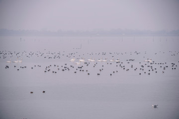 Swan