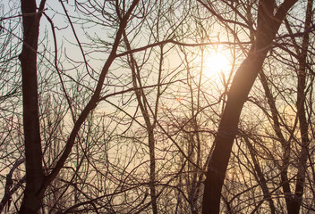 Leafless tree branches at dawn of the sun