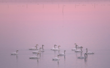 Swan