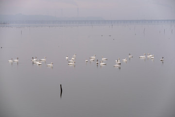 Swan