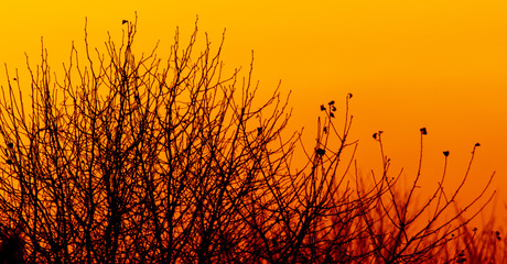 Tree branches on a sunset background
