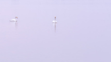 Swan