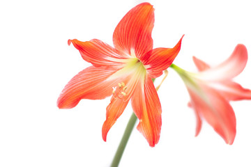 Hippeastrum red flower. Isolated flower on a white background. Home flower. Beautiful plant.