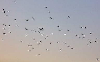 A flock of birds at dawn