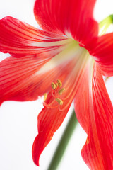 Hippeastrum red flower. Isolated flower on a white background. Home flower. Beautiful plant.