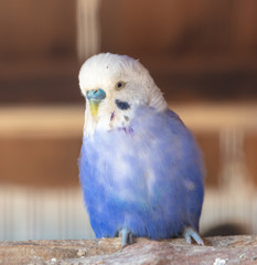 Portrait of a budgie in a cage