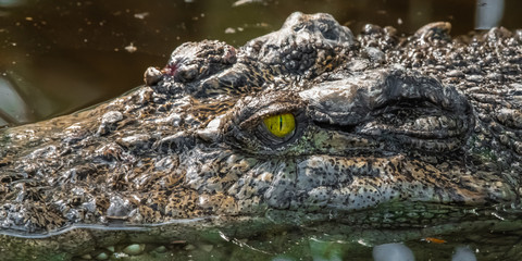 The head of a crocodile in a muddy river