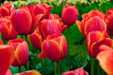 Red tulip beds with fresh green leaves. Close up