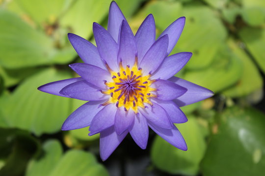 Purple lotus flower blooming photo blur background 