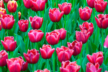 Dark pink tulip beds with fresh green leaves