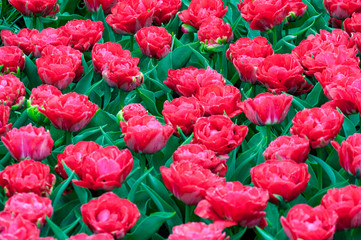 Pink tulip beds with fresh green leaves