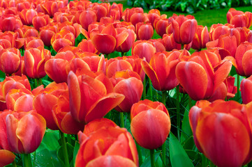 Red tulip beds with fresh green leaves