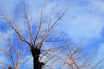 Dried branches of tree in winter time with blue sky background photo 