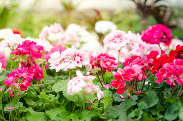 Garden Geranium Plant. White and pink flowers