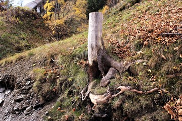 The base and root of a tree that has been cut off. photo 