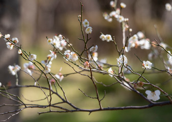 Plum blossom