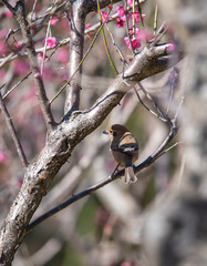Plum blossom