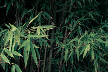 Photograph of Reed plant outdoors. 
