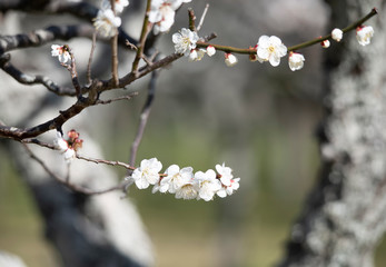 Plum blossom