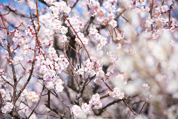 Plum blossom