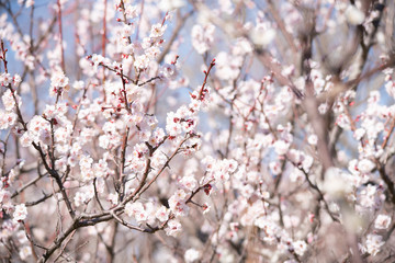 Plum blossom