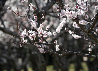 Plum blossom