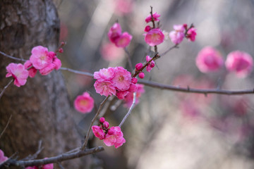 Plum blossom