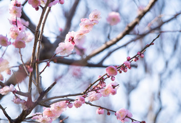 Plum blossom