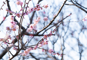 Plum blossom