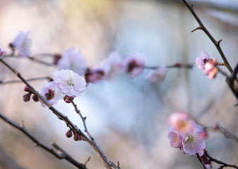 Plum blossom