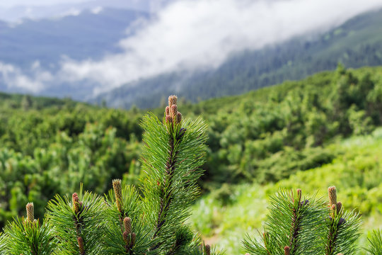 Branches tops of mountain pine on a blurred background