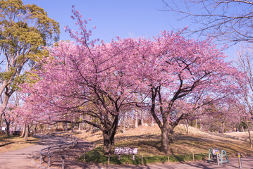 Naklejka premium Kawazu-cherry blossoms