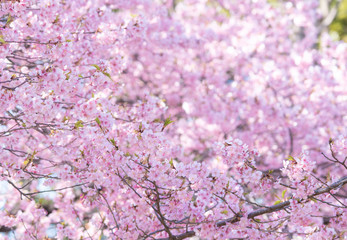 Kawazu-cherry blossoms