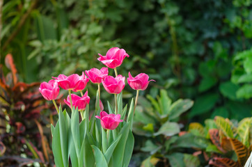 Garden tulips in the spring sun in the greenhouse