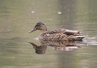 Canard
