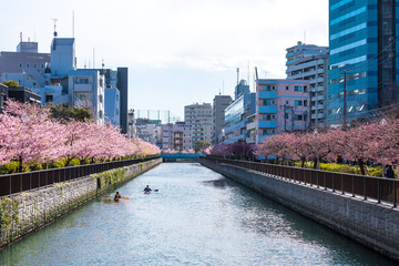 Fototapeta premium (東京都ｰ都市風景)大横川沿いのさくら並木２