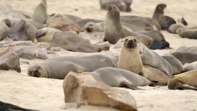 Seals At The Cape Cross Seal Colony In Namibia, Close Up