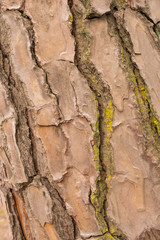 Texture of the bark of an old tree with deep cracks lightly covered with lichen