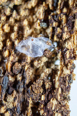 fly on leaf