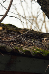 Old forest. Hut and moss.