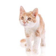 Cat, pet, and cute concept - kitten on a white background.