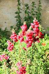 باغ گل در ایران Flower Garden in iran