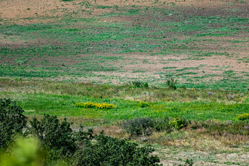 Spacious green landscape, relief land with many different vegetation. Grass, shrubs and trees in...