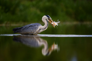 Grey Heron - Ardea cinerea, large common gray heron from lakes and rivers, Hortobagy, Hungary.