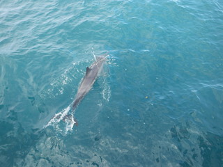 Hawaii Dolphin