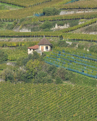 Weinberg in der Weinregion Kaiserstuhl,Schwarzwald,Deutschland