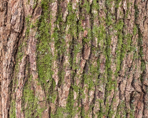 The texture of the bark of an old tree covered with moss